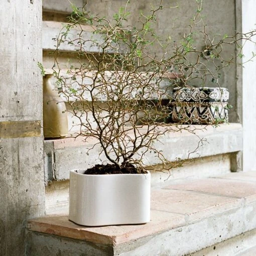 Artek Pot De Fleurs Riihitie A, Petit Modèle, Blanc Brillant -Ménagers Décoration Soldes Boutique 398Artek iso FV